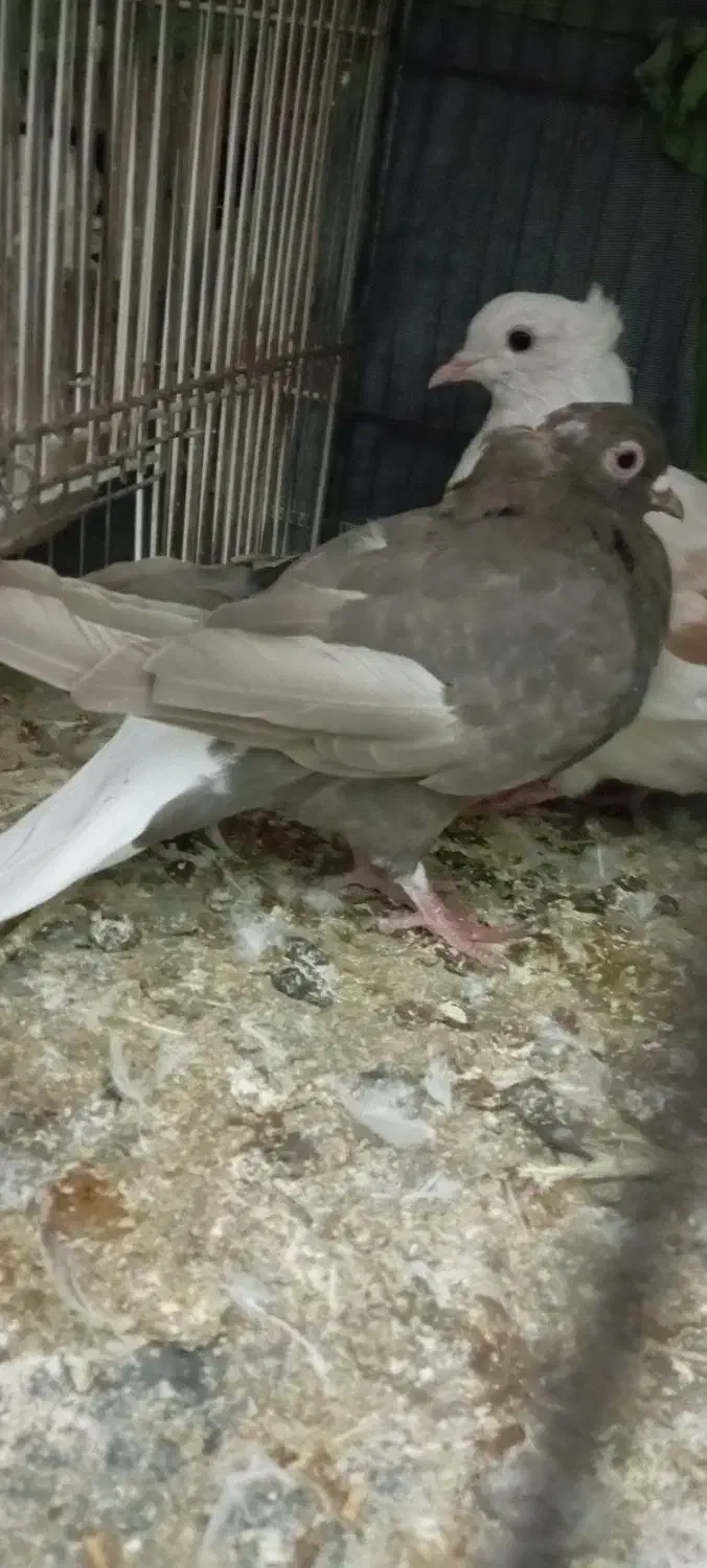 کفتر شکلاتی دم سفید نهبندان|پرنده|نهبندان, |دیوار