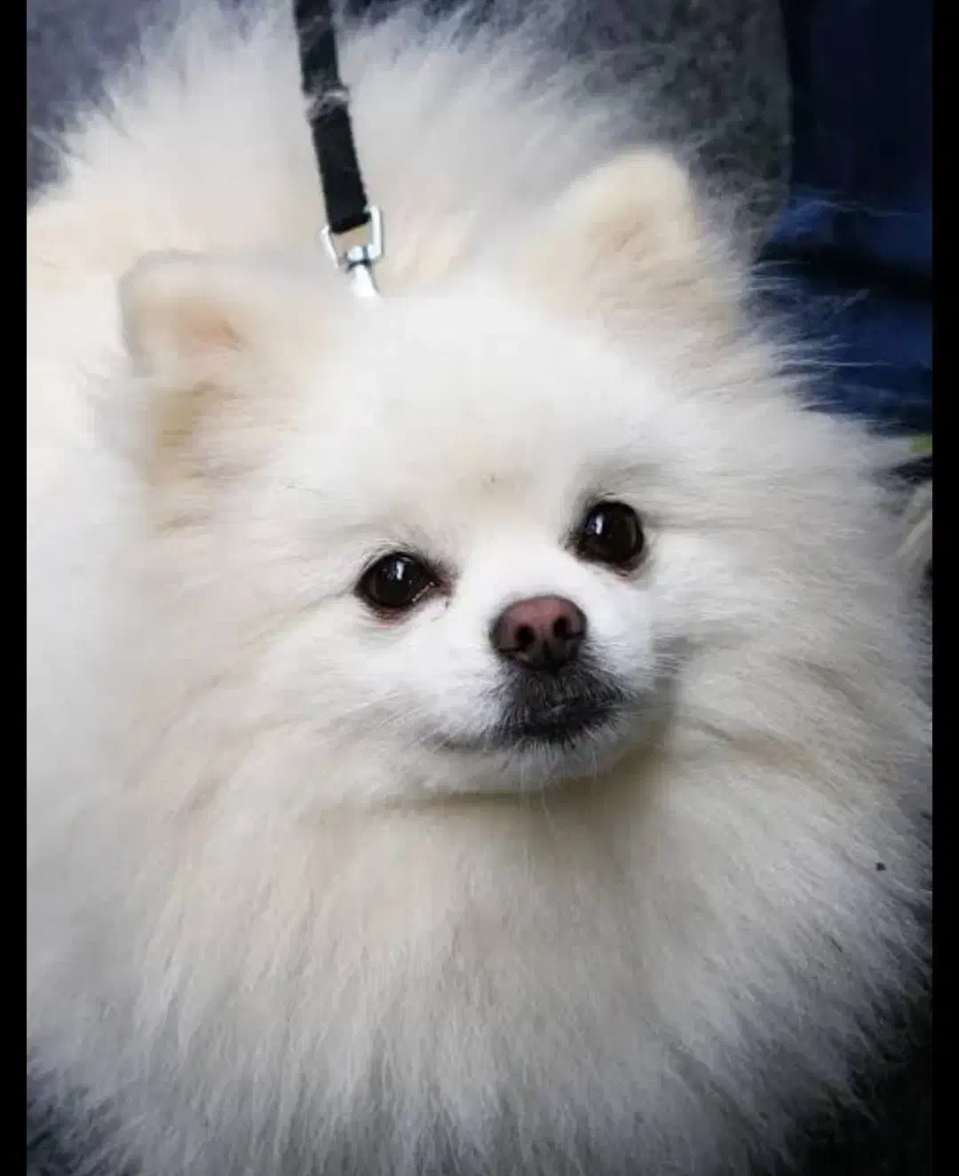 واگذاری سگ پامرانین|سگ|شیراز, نیایش|دیوار