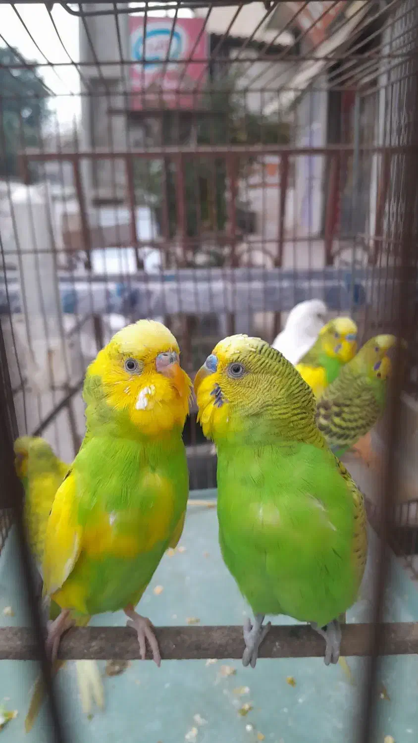 فروش پرنده|پرنده|نوشهر, |دیوار