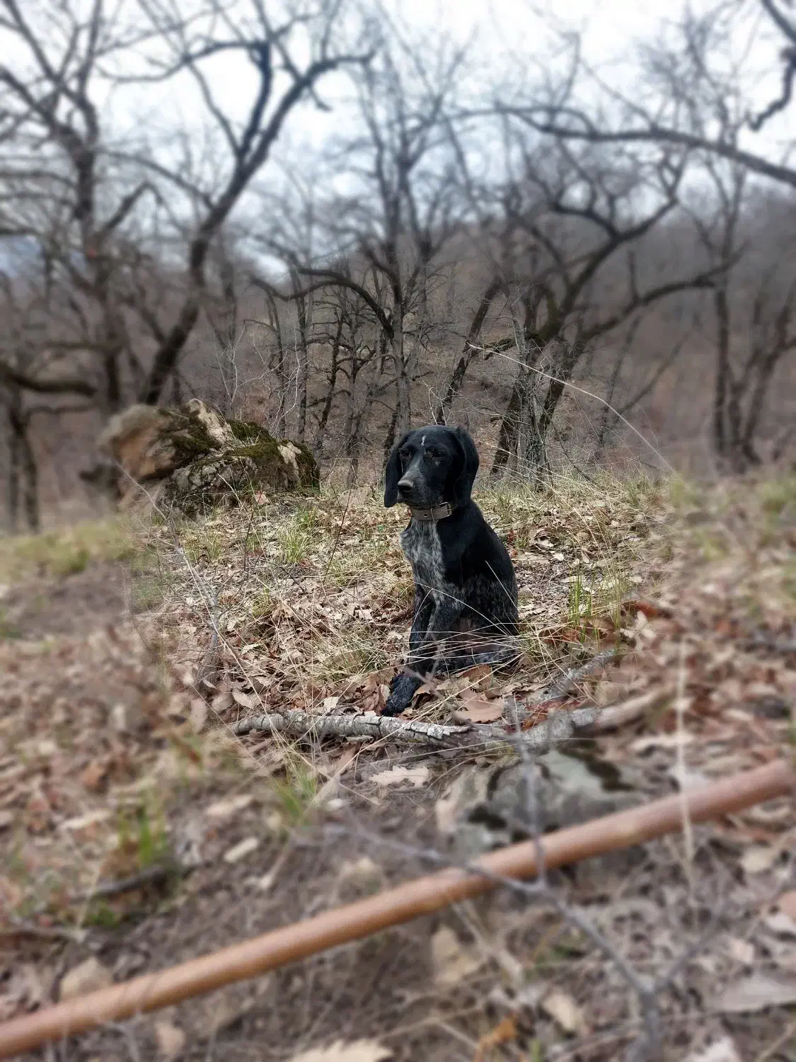 توله سگ|سگ|مینودشت, |دیوار