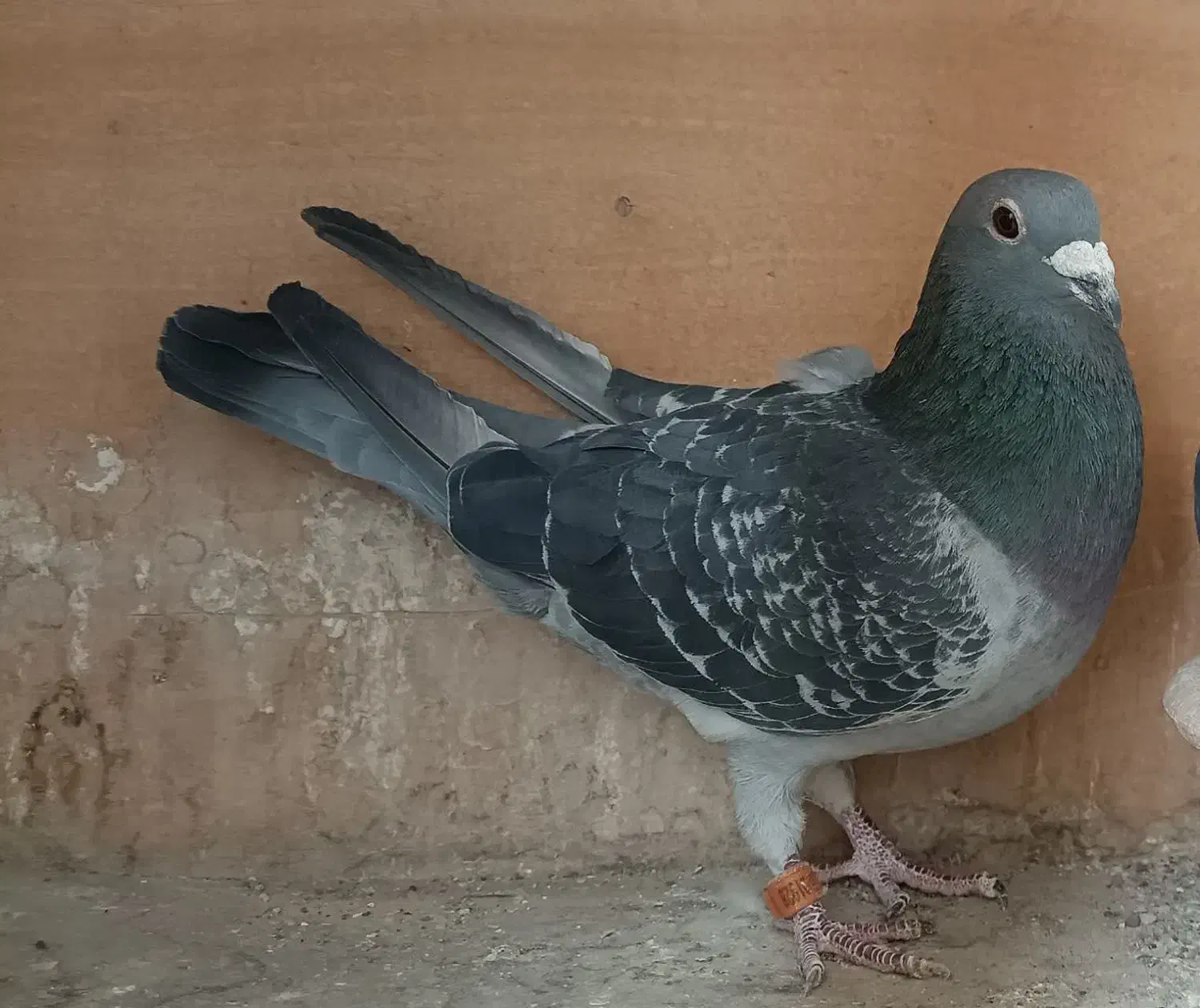 یک جفت کبوتر پلاکی جان اردن خالص|پرنده|بروجرد, |دیوار