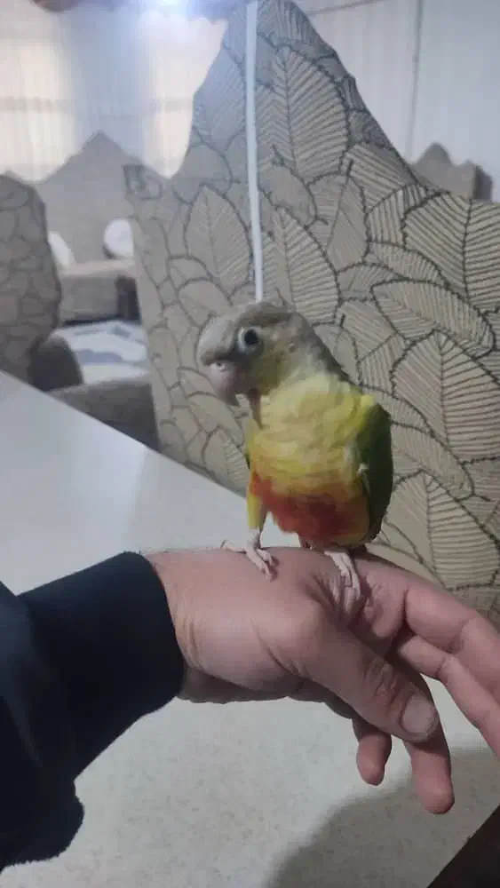 طوطی گرینجیک اهلی|پرنده|ارومیه, |دیوار