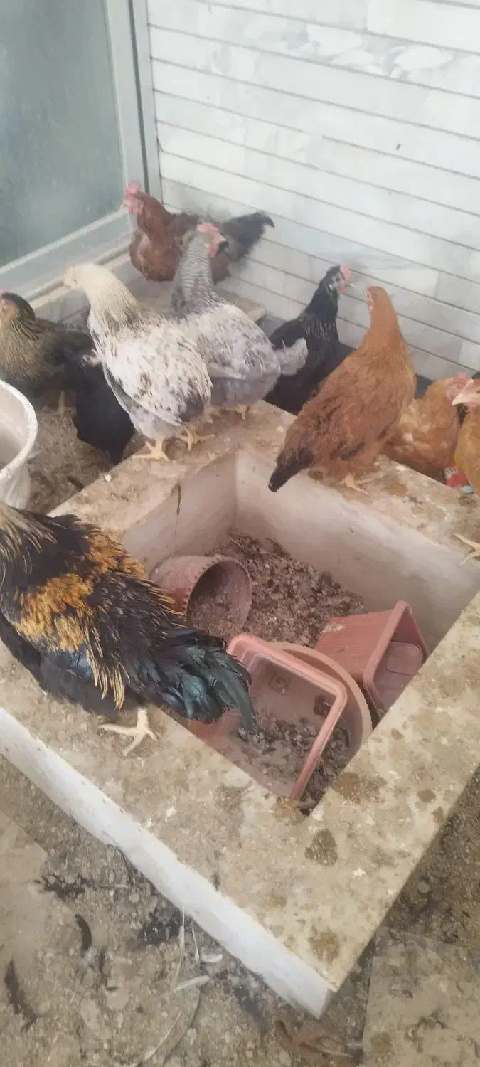 مرغ جوان تخم گذار|حیوانات مزرعه|شاهین‌شهر, مخابرات (شهید بهشتی)|دیوار