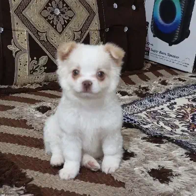 سگ پامر خرسی|سگ|خرم‌آباد, |دیوار