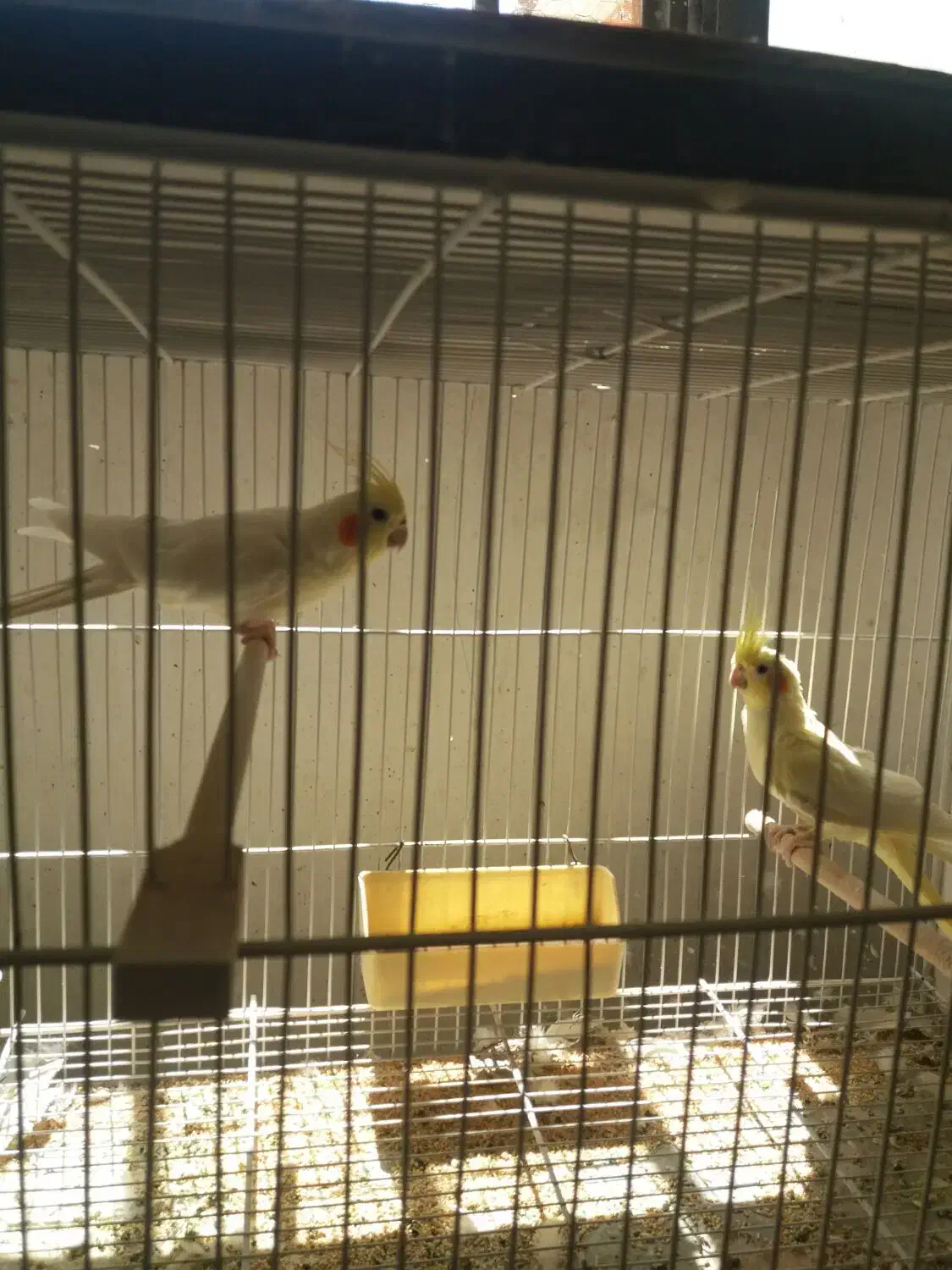 عروس هلندی لوتینو والبینو  فروشی|پرنده|تربت جام, مطهری|دیوار