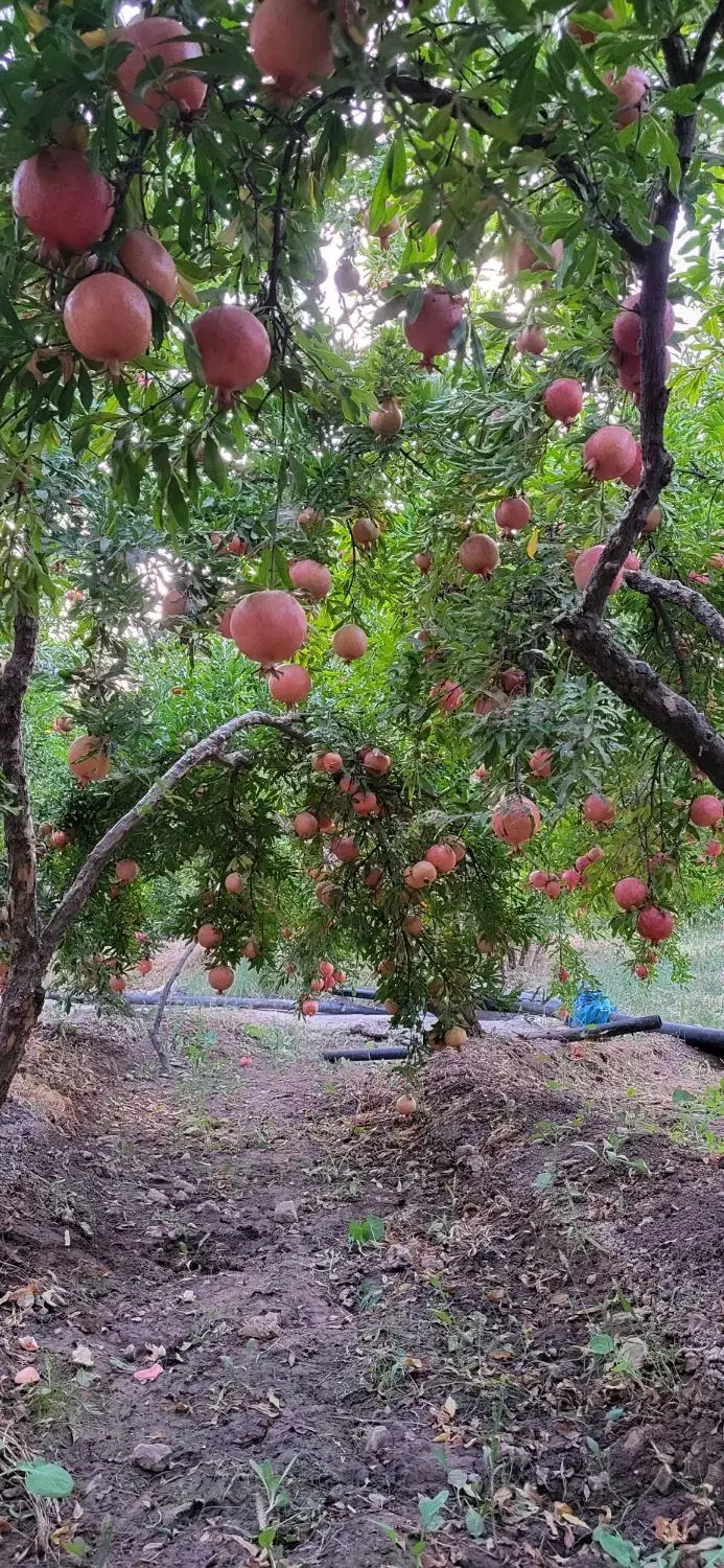 فروش انار درجه یک و دو سیاب|خوردنی و آشامیدنی|کوهدشت, |دیوار