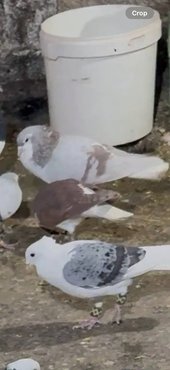 آیدی سرخ گم شده لطفا هر کی گرفته زنگ بزنه|حیوانات|نیشابور, شهرک بهارستان|دیوار