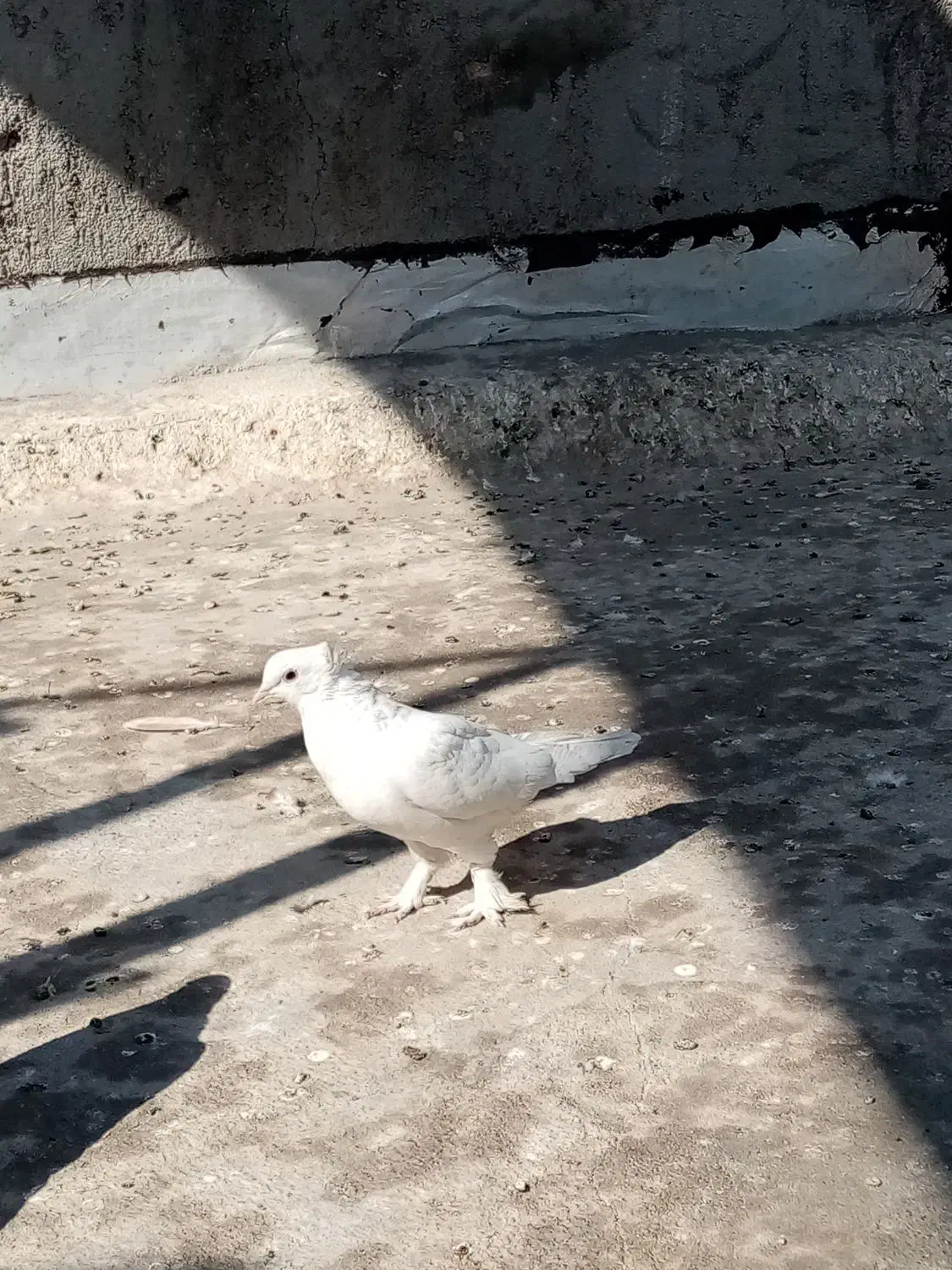 کفتر رواعب|پرنده|قم, نخودی|دیوار