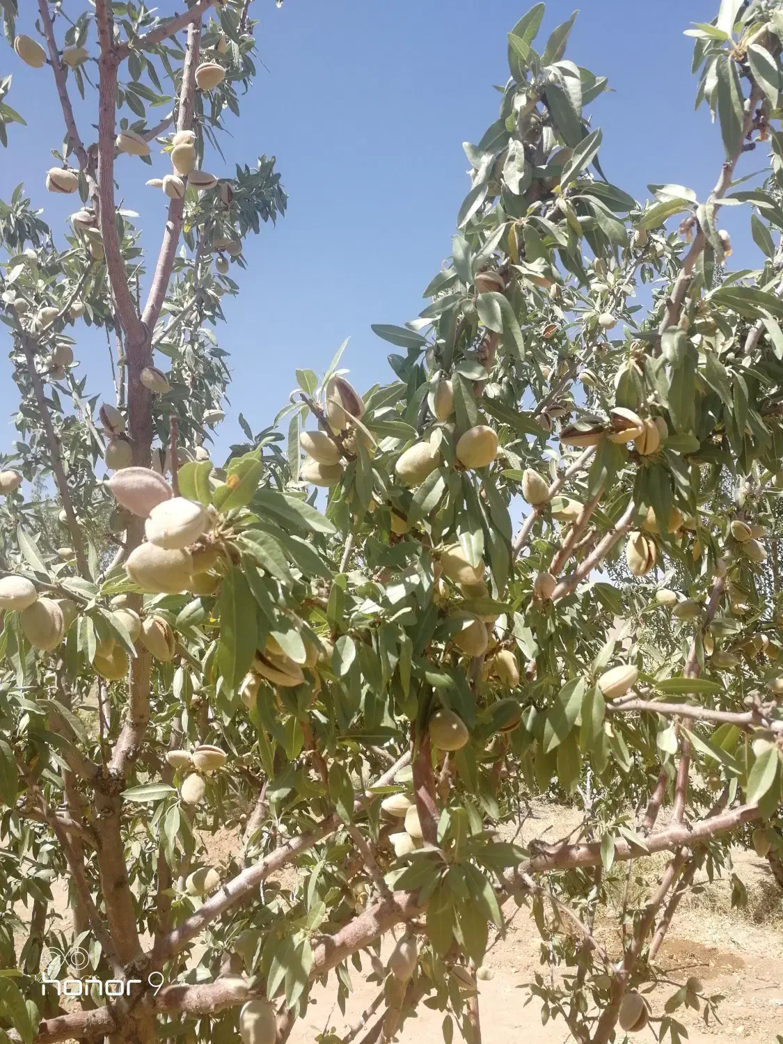 باغ بادام ۲۳۰۰متر|فروش زمین و ملک کلنگی|بروجن, |دیوار