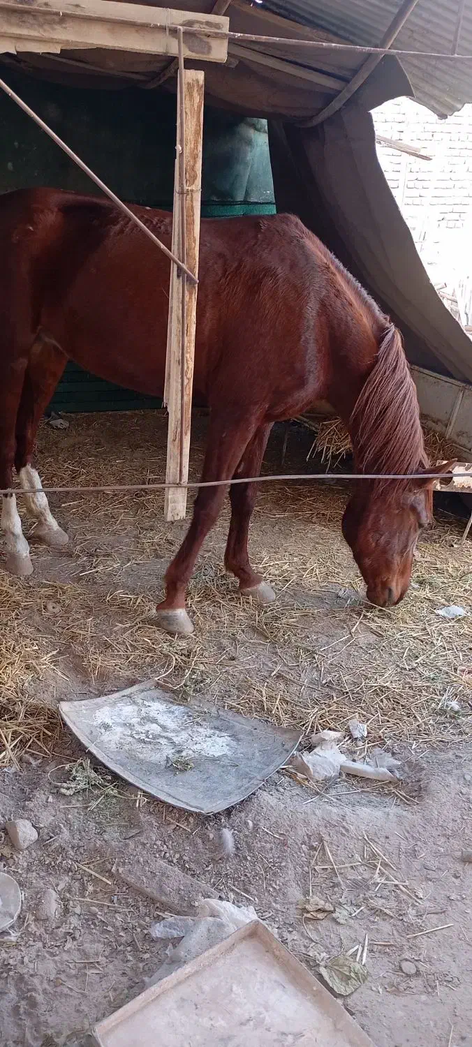 اسب مادیون 6ساله|اسب و تجهیزات اسبسواری|شاندیز, |دیوار