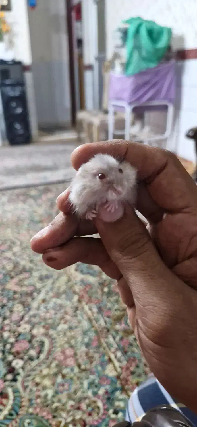 فروش همستر مینیاتوری|حیوانات مزرعه|کرمان, |دیوار