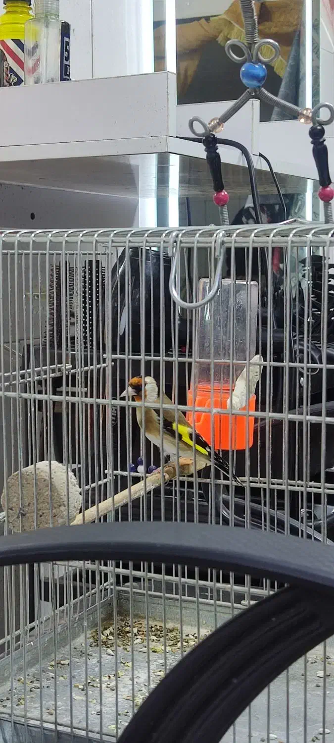 سیره جوجه قفس|پرنده|جوانرود, |دیوار