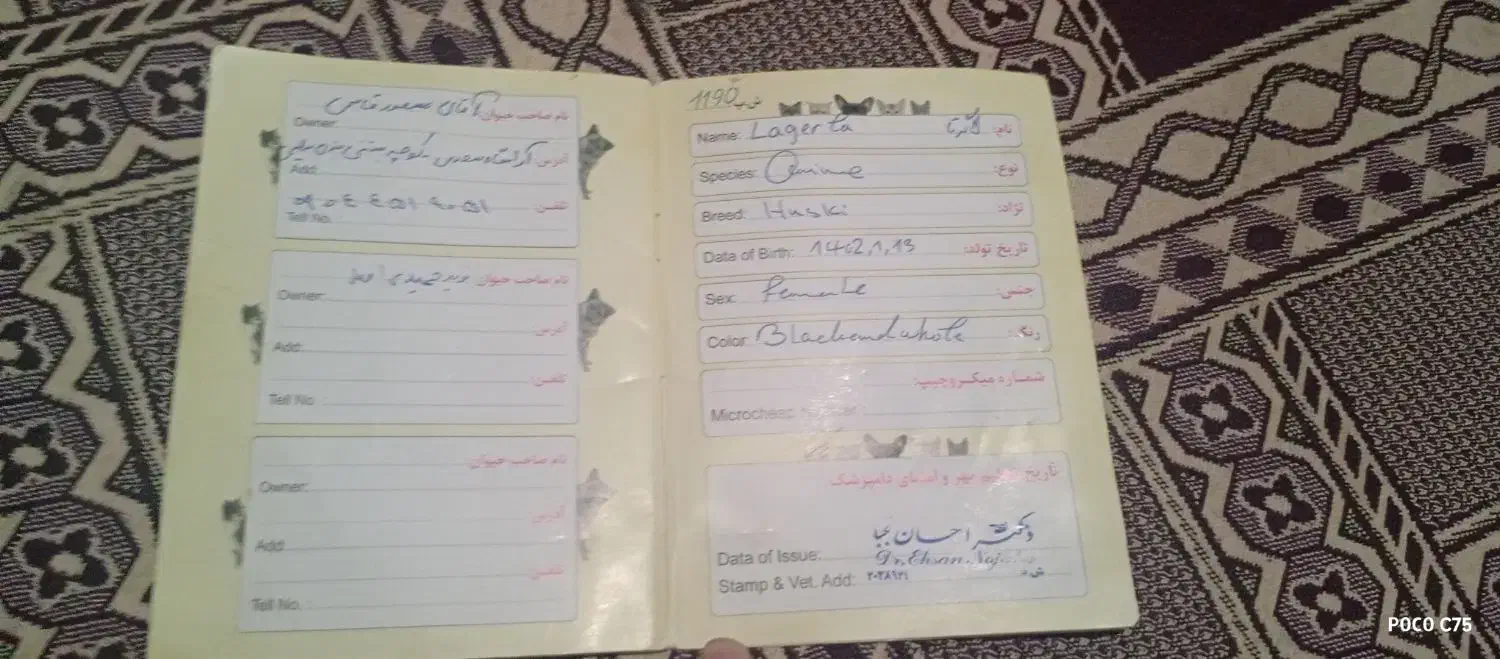 سگ خارجی|سگ|یاسوج, |دیوار