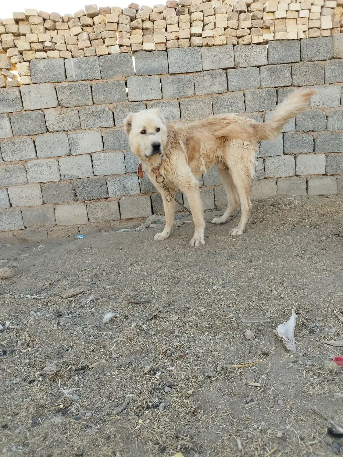 سگ قدرجونی|سگ|داران, |دیوار