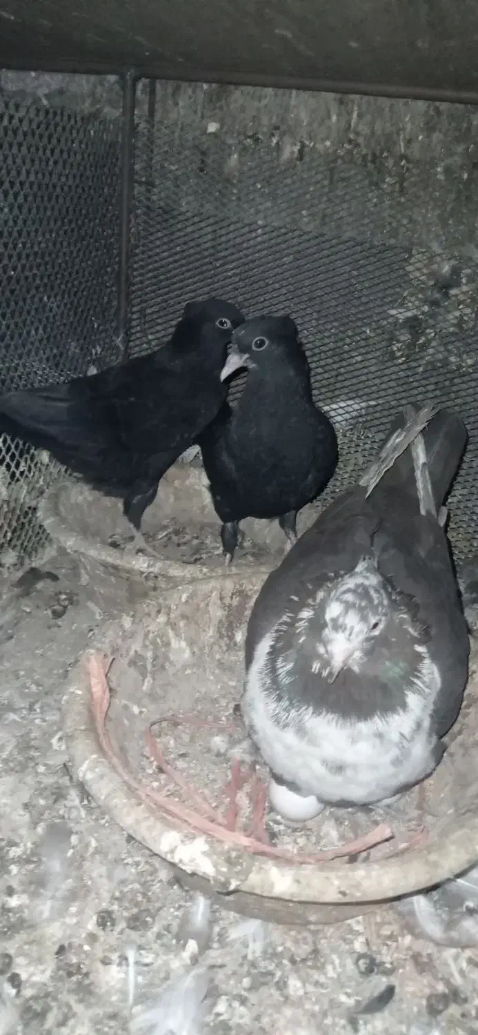 کبوتر|پرنده|خاوران, |دیوار