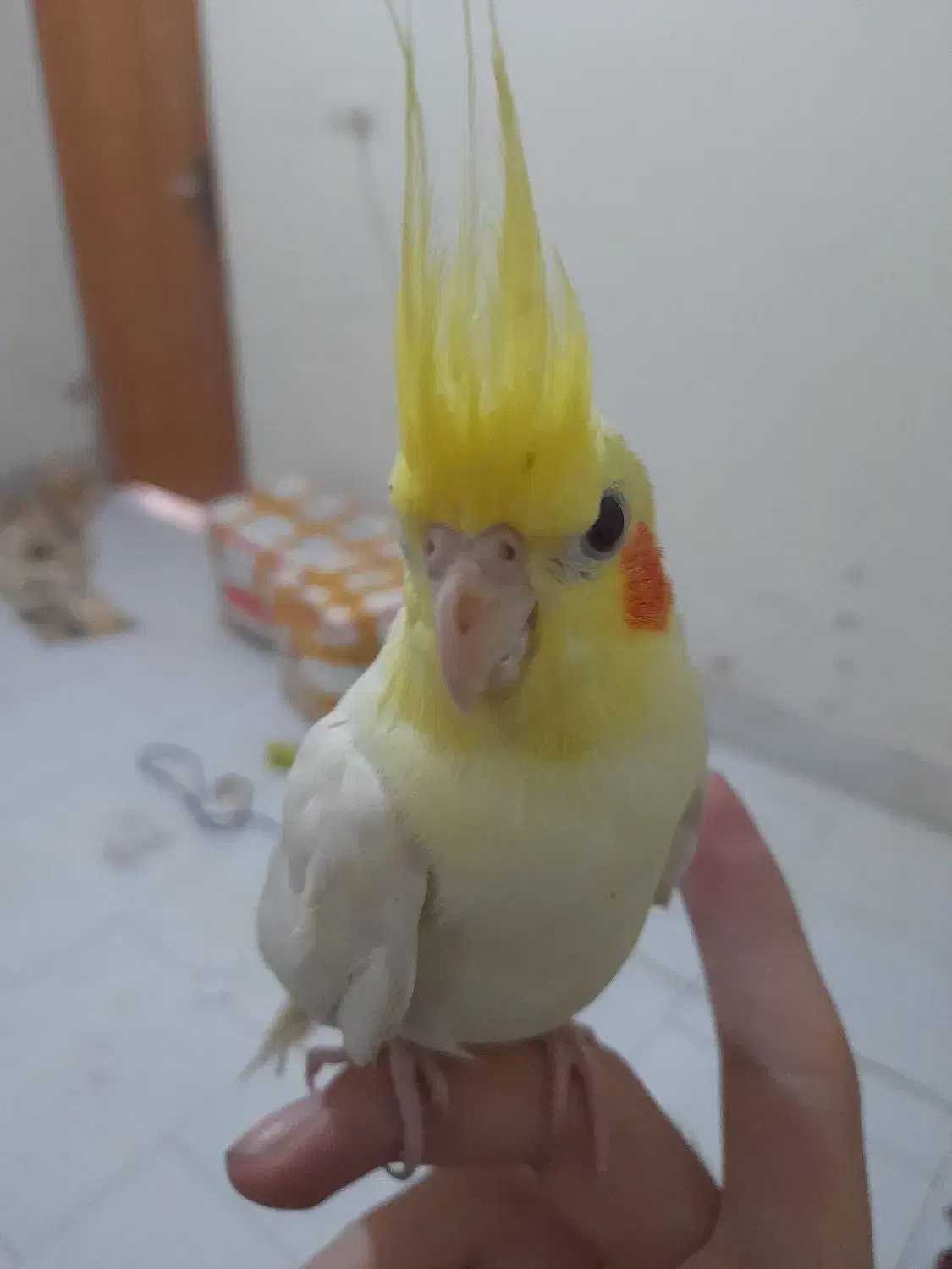 عروس هلندی لوتینو ۳ ماهه|پرنده|شاهین‌شهر, شهرک گلدیس|دیوار