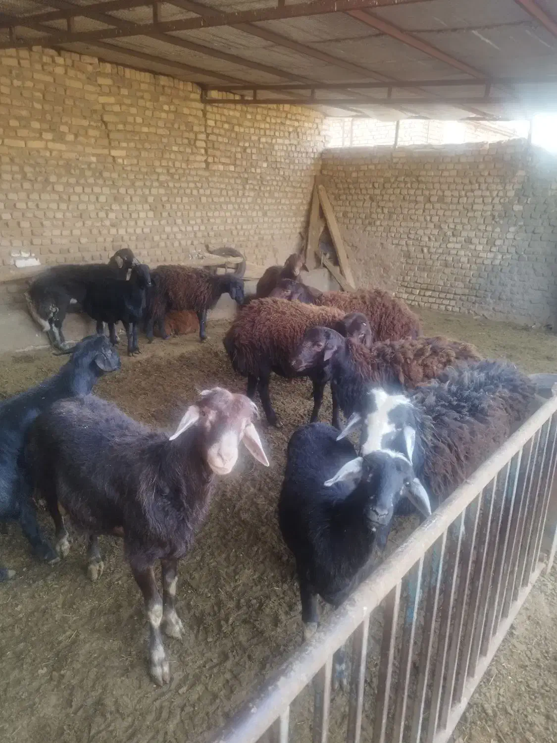 بره پرواری چاق|حیوانات مزرعه|میان جلگه, |دیوار