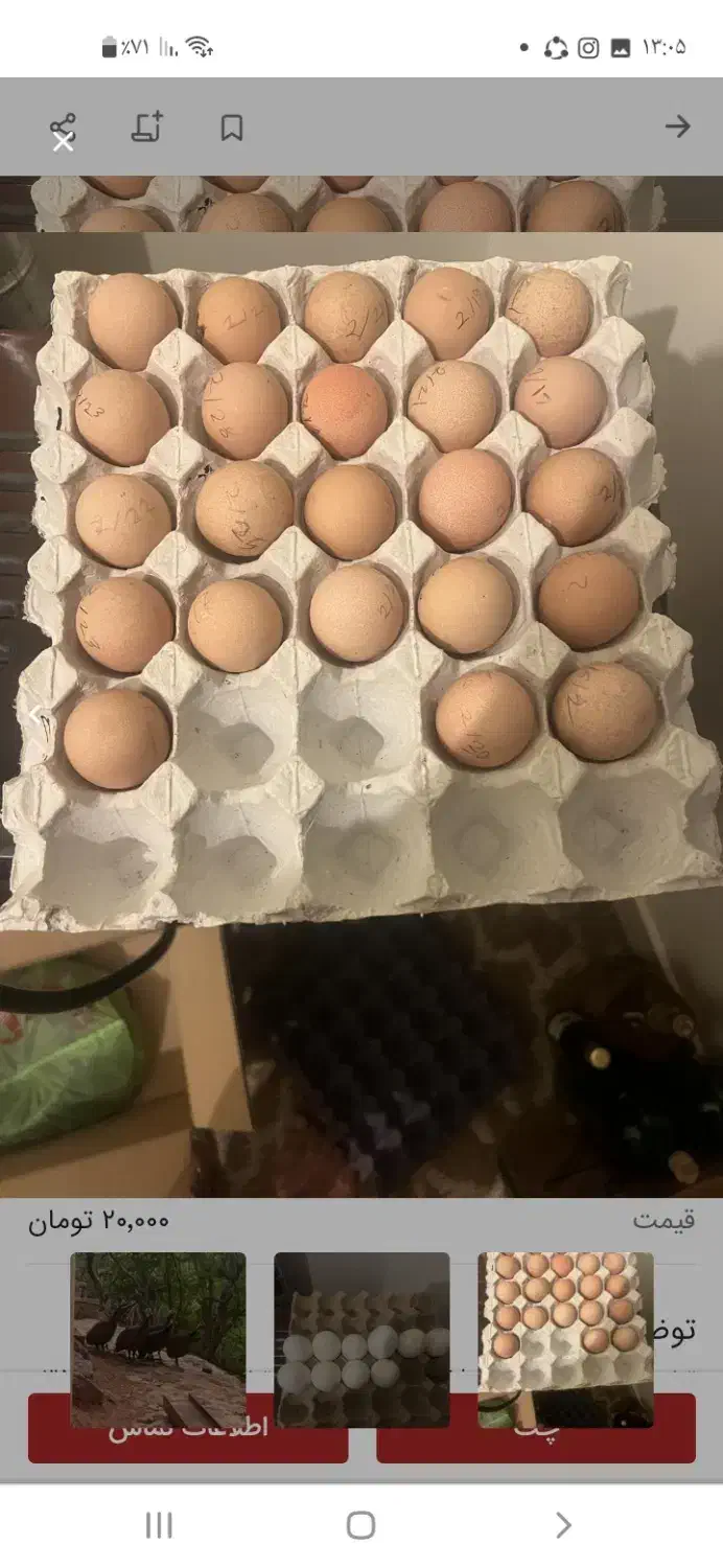 تخم مرغ گلپایگانی|خوردنی و آشامیدنی|تهران, مخصوص|دیوار