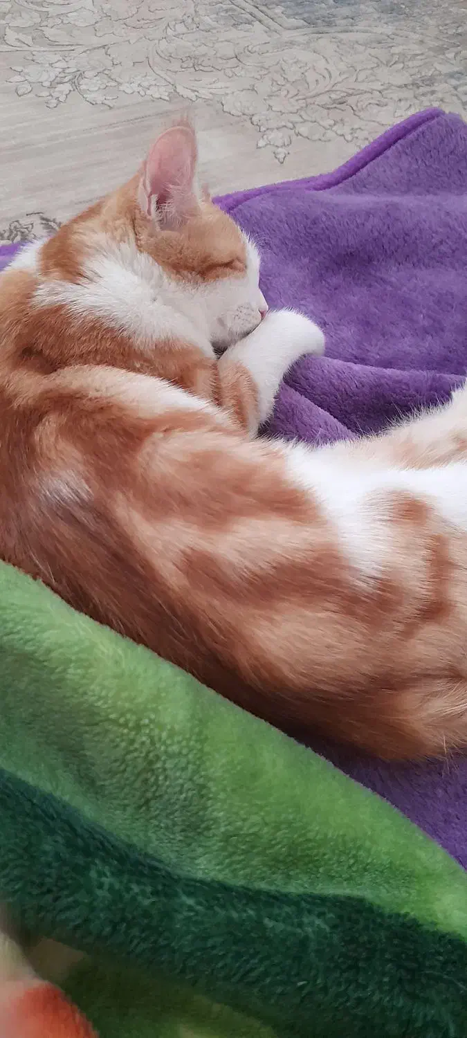 گربه نژاد DSH|گربه|بیرجند, |دیوار