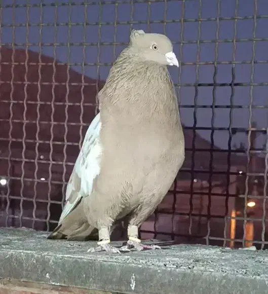 نر سینه زرد|پرنده|پاسارگاد, |دیوار