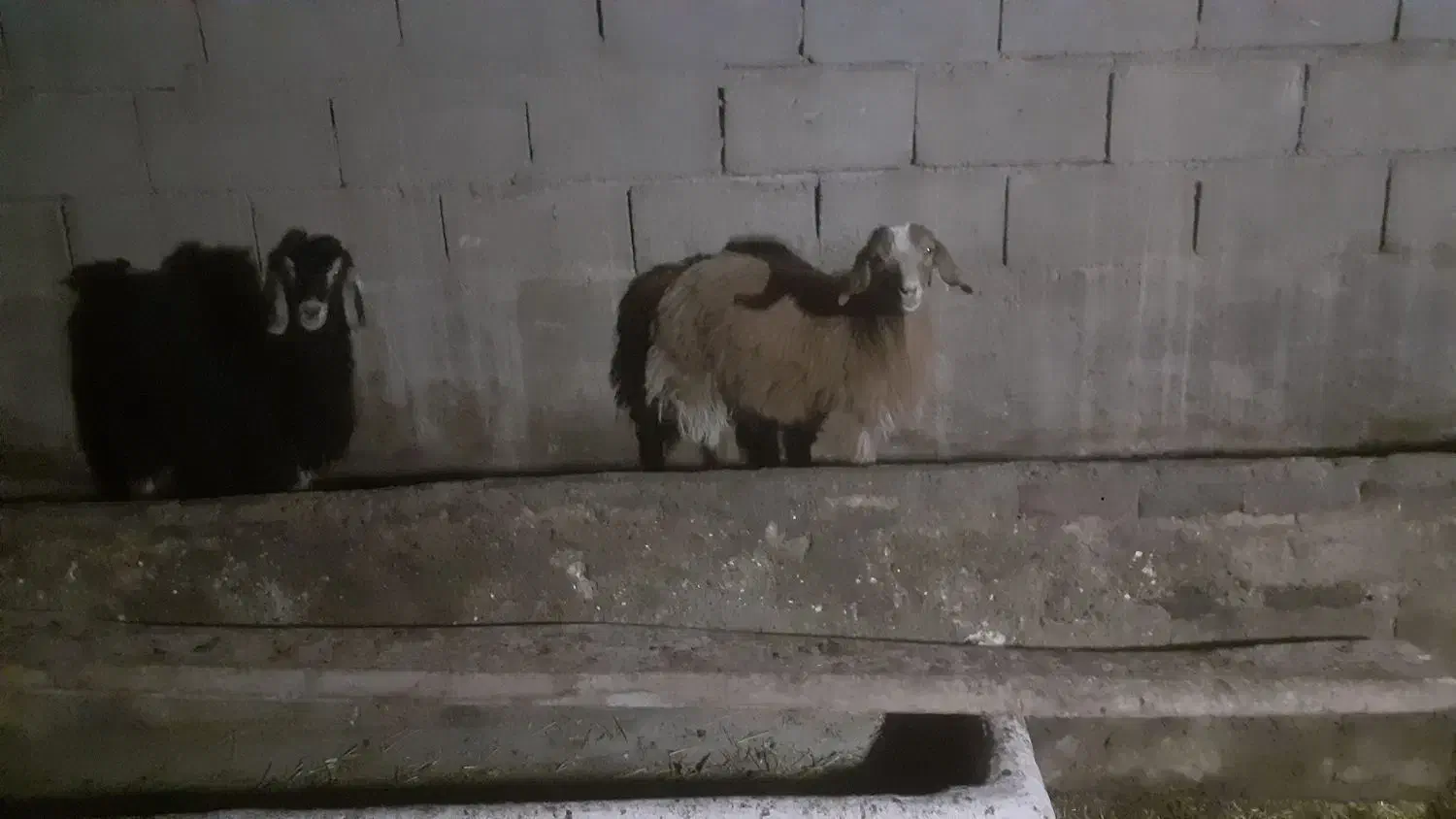دو عدد بز ماده سرحال بدون هیچ عیبی|حیوانات مزرعه|میاندوآب, |دیوار