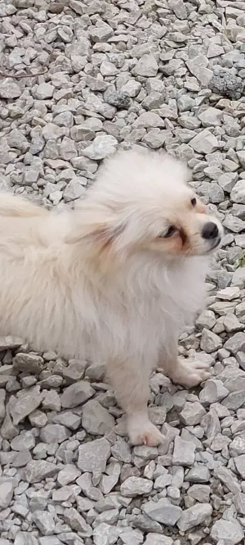 سگ پاکوتاه سمت پل جانبازان به طرف کمربندی گم شدا|سگ|تنکابن, |دیوار