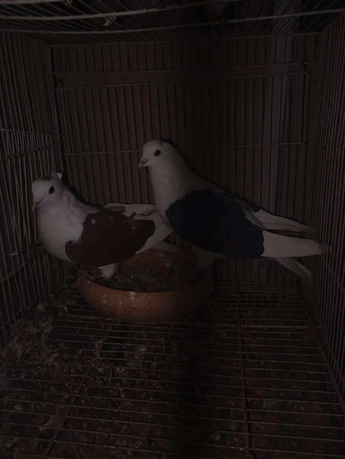 نرو ماده پشت پشت سرخ کاکلی پشت سیاه|پرنده|مشهد, ادیب نیشابوری (شهرک غرب)|دیوار