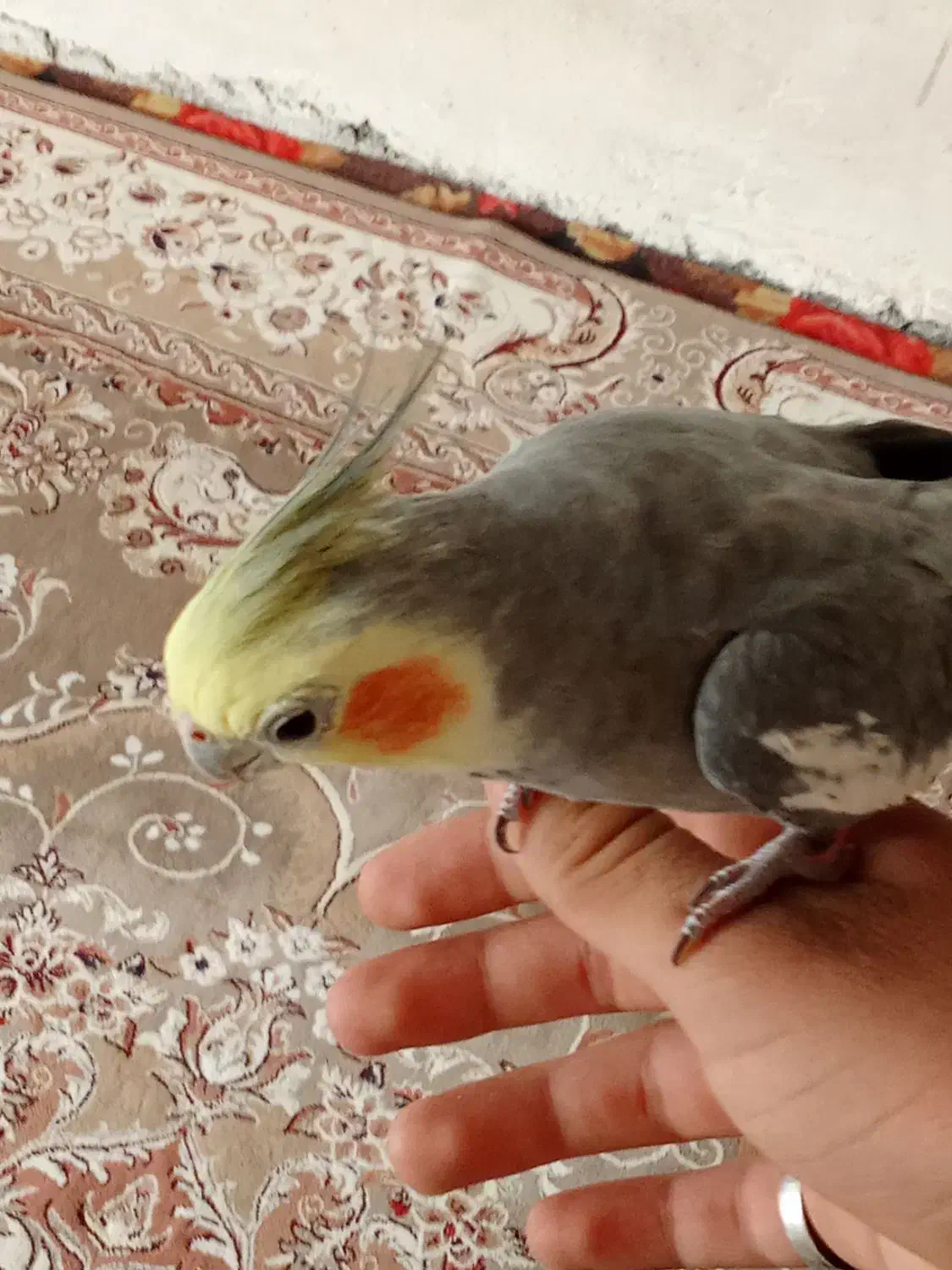 عروس هلندی|پرنده|نجف‌آباد, یزدانشهر|دیوار