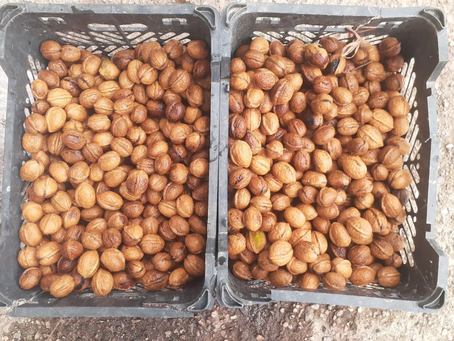 فروش گردو امسال فروش فوری|عمدهفروشی|مینودشت, |دیوار