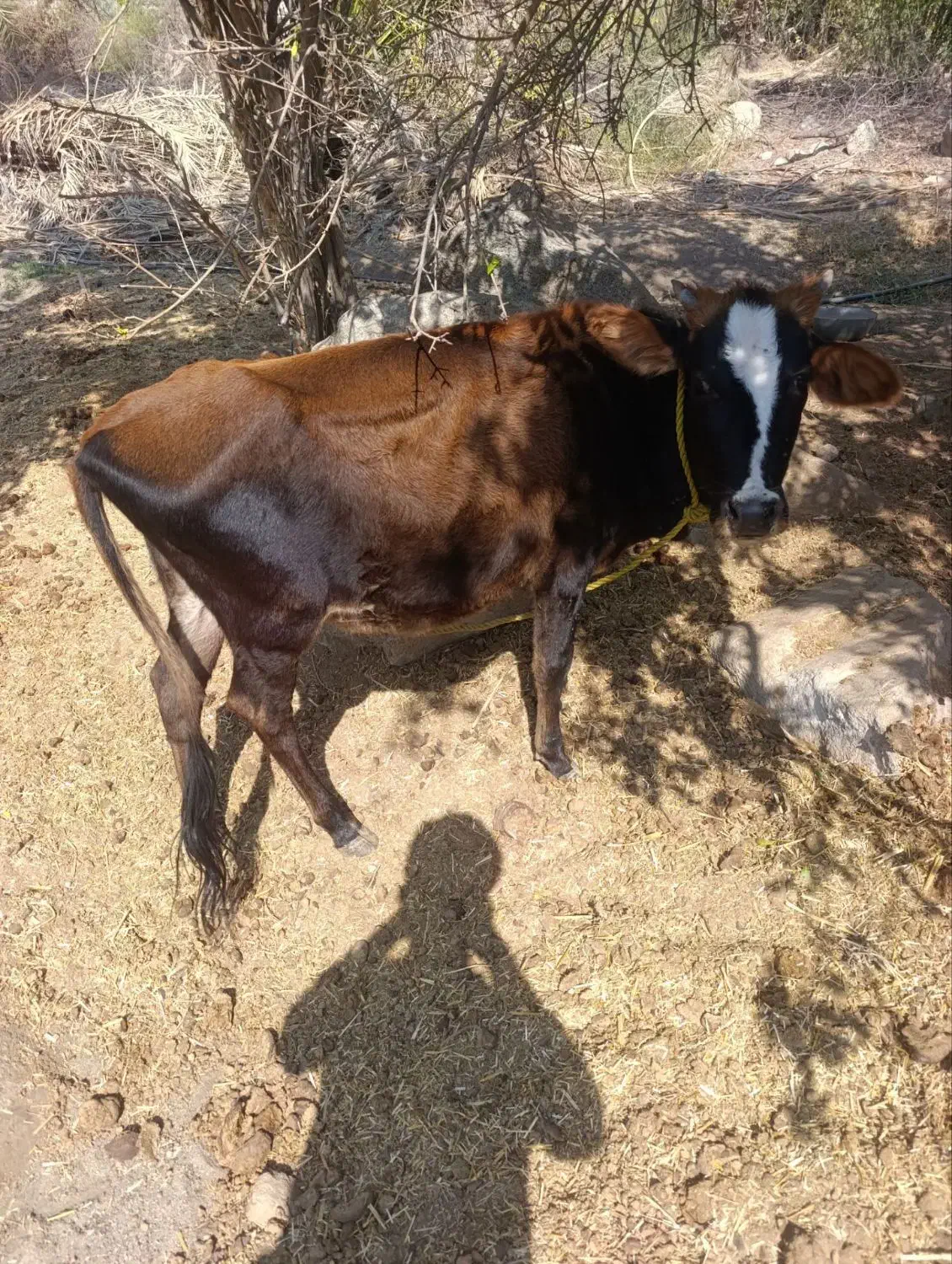 گاو|حیوانات مزرعه|درب بهشت, |دیوار