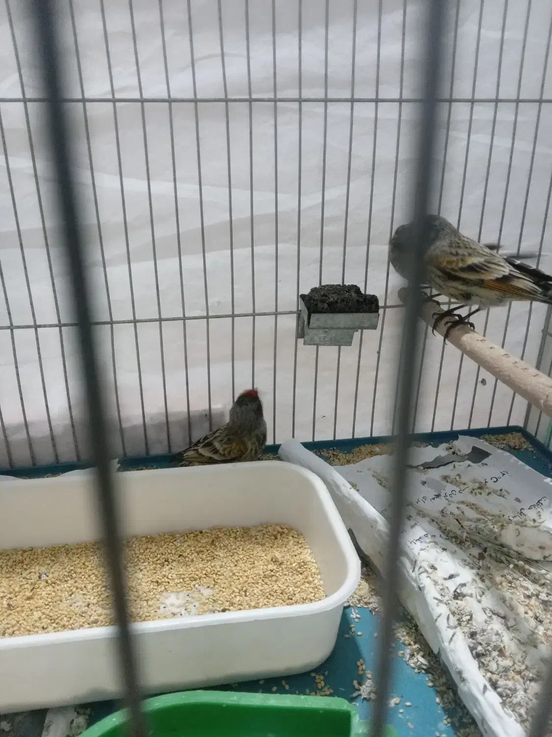 فروش گلبسر|پرنده|سیرجان, |دیوار