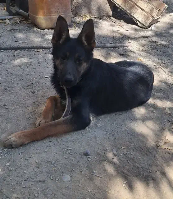 توله ژرمن اصلی درجه یک|سگ|شهرکرد, |دیوار