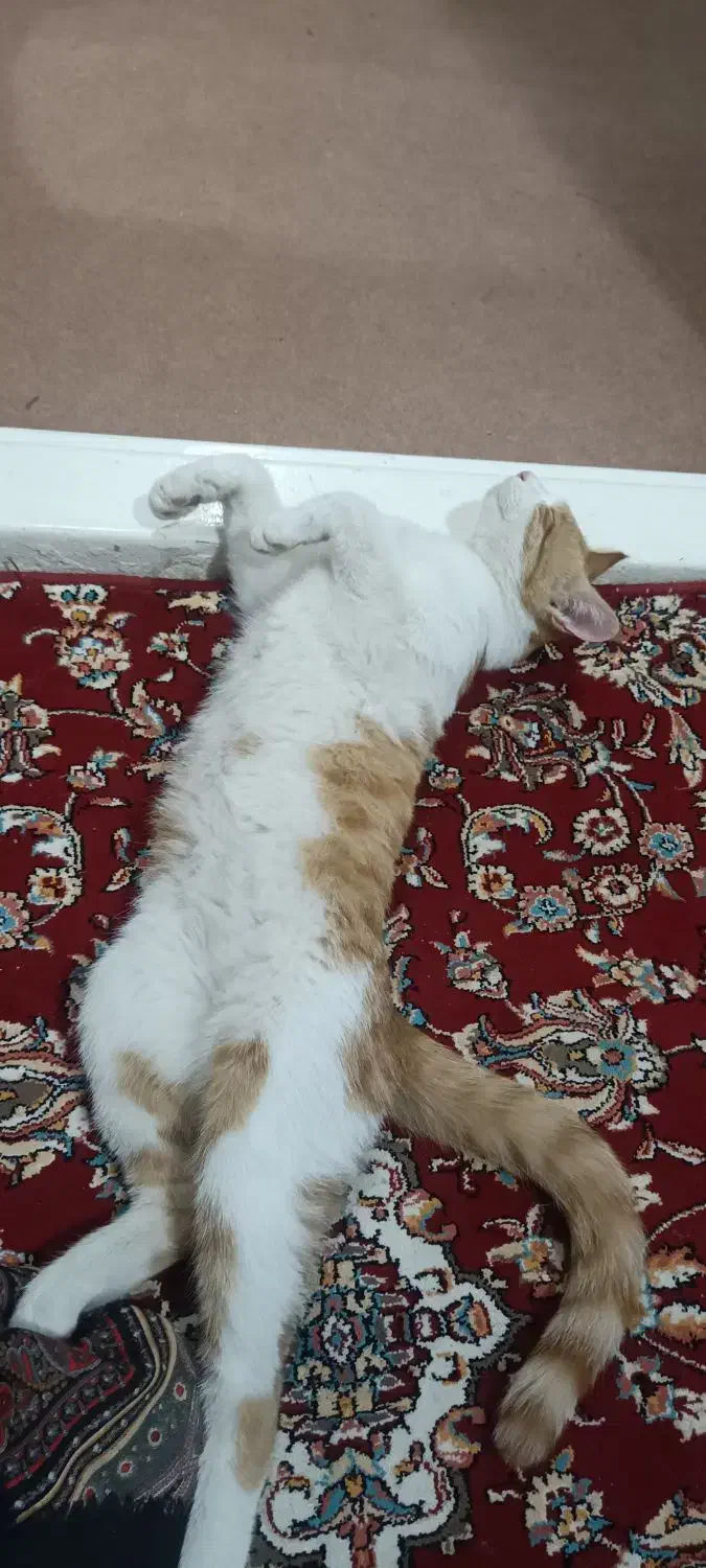 گربه گمشده|گربه|آران و بیدگل, |دیوار