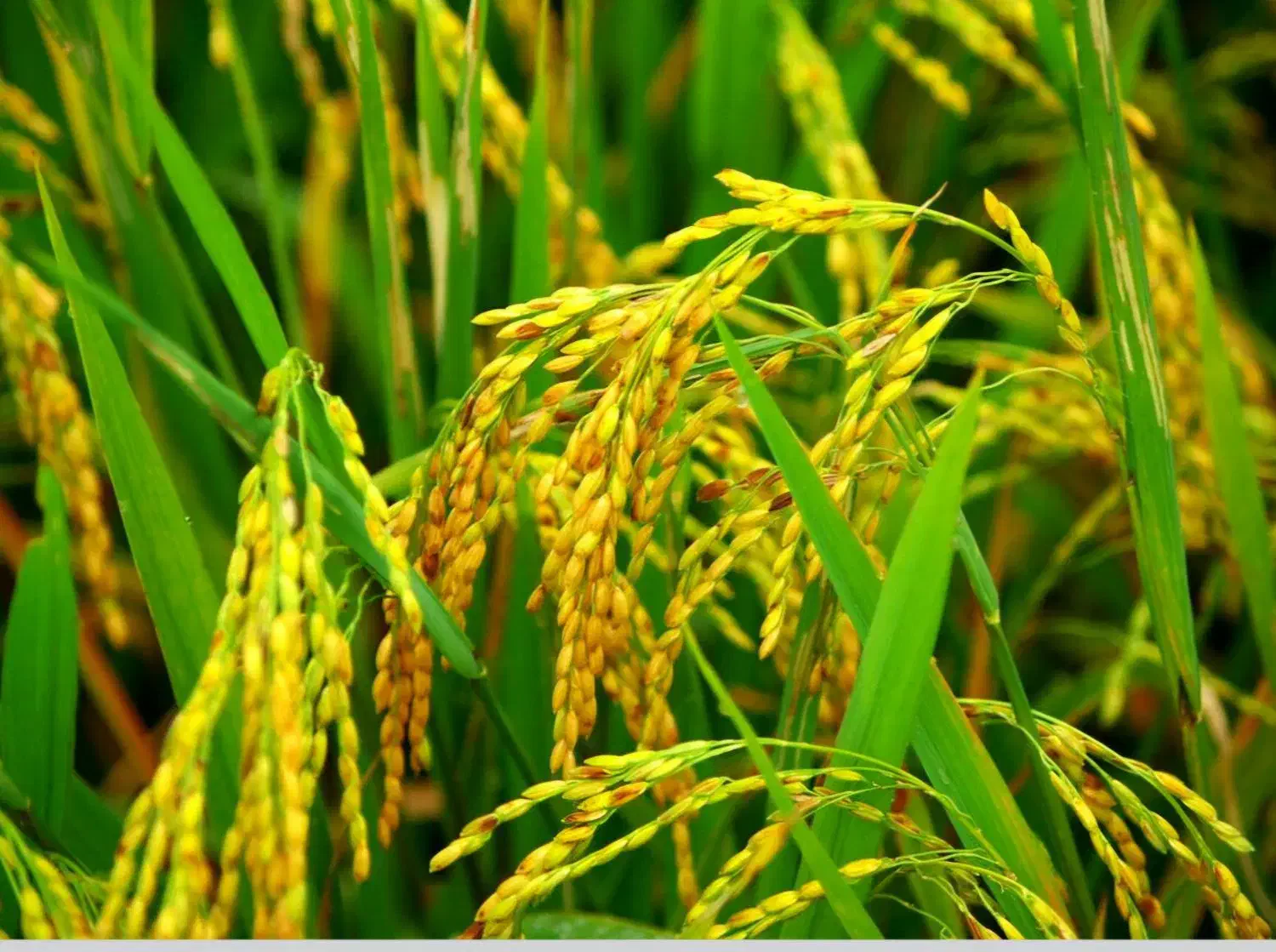 برنج علی کاظمی اعلا بدون واسطه|خوردنی و آشامیدنی|قزوین, |دیوار