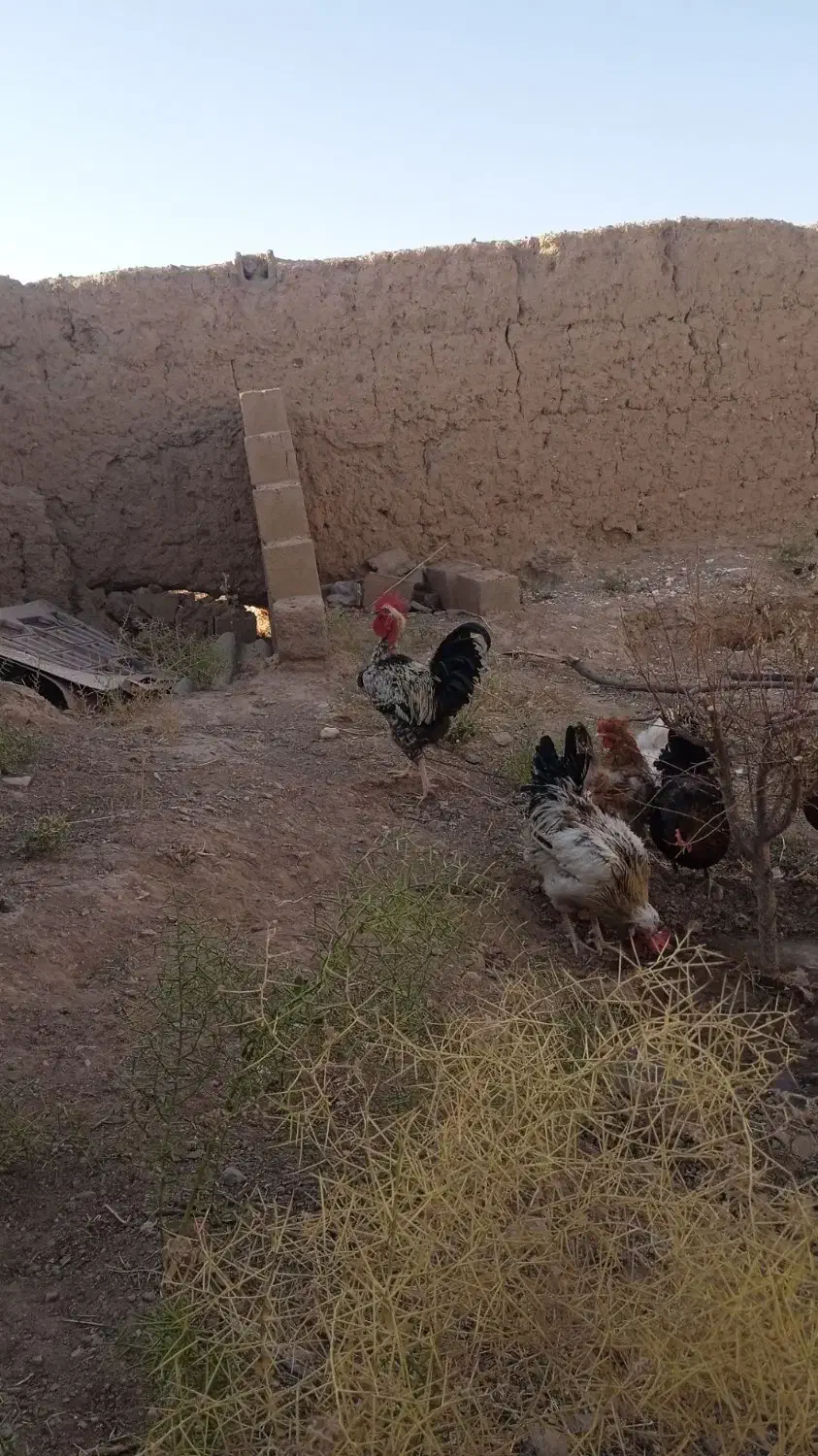 مرغ محلی و لاری|حیوانات مزرعه|خواف, |دیوار