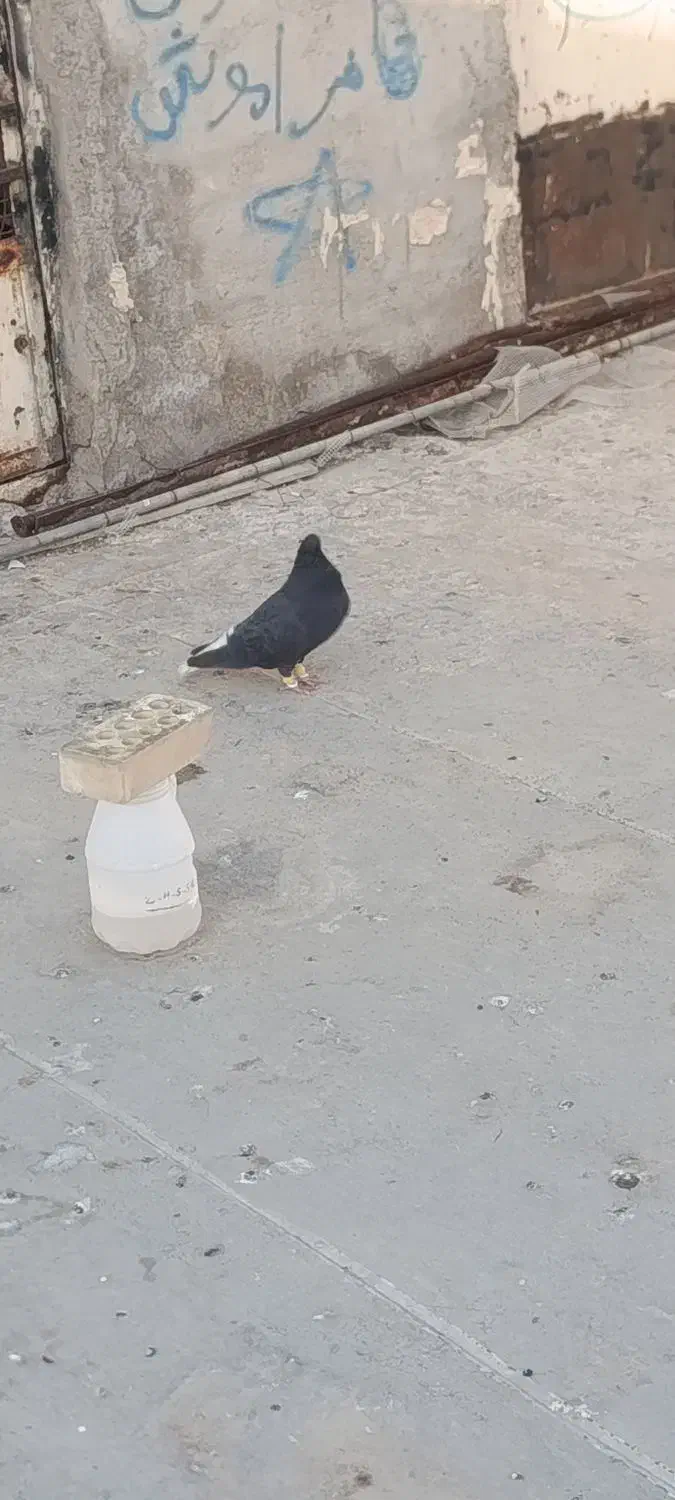 دمسفید|پرنده|سوسنگرد, |دیوار