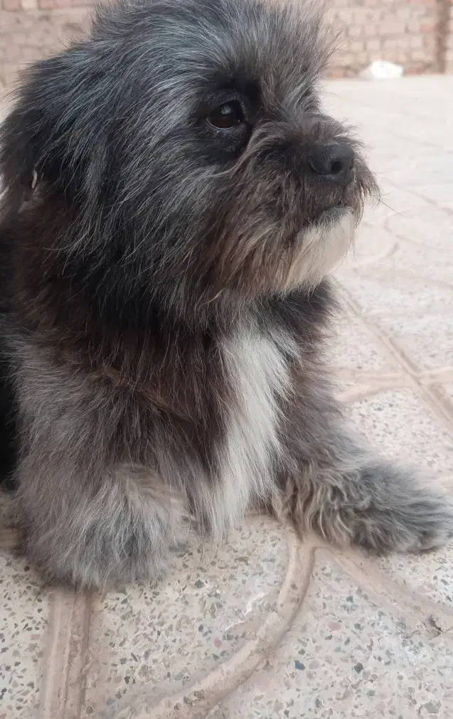 سگ پشمالو اشپیتز فقط یک میلیون هفتصد|سگ|کرمان, |دیوار