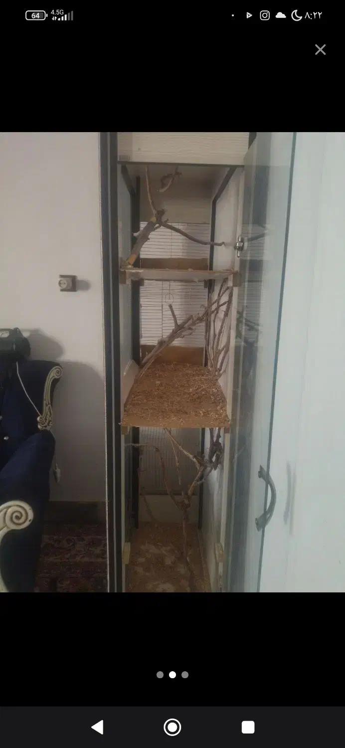 قفس عروس هلندی فنچ مرغ عشق کوتوله برزیلی|لوازم جانبی حیوانات|مشهد, شهید شهریاری|دیوار