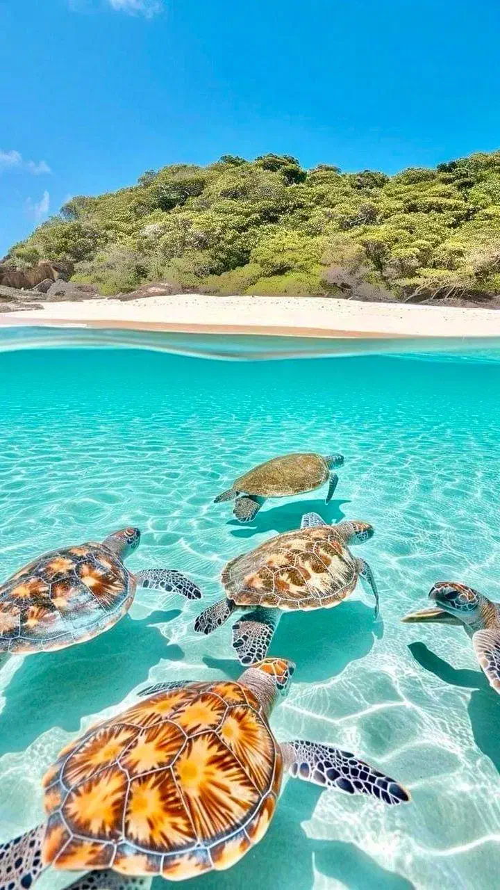 تور هوایی گشت پرواز داخلی هتل لحظه آخری کیش|تور و چارتر|شیراز, بازار|دیوار