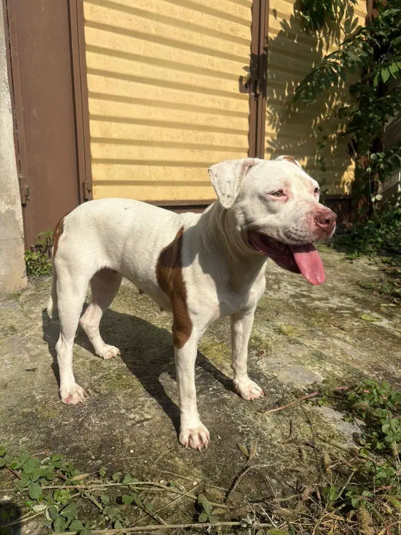 واگذاری سگ پیتبول یه ساله ماده|سگ|بندر انزلی, چهارفریضه|دیوار