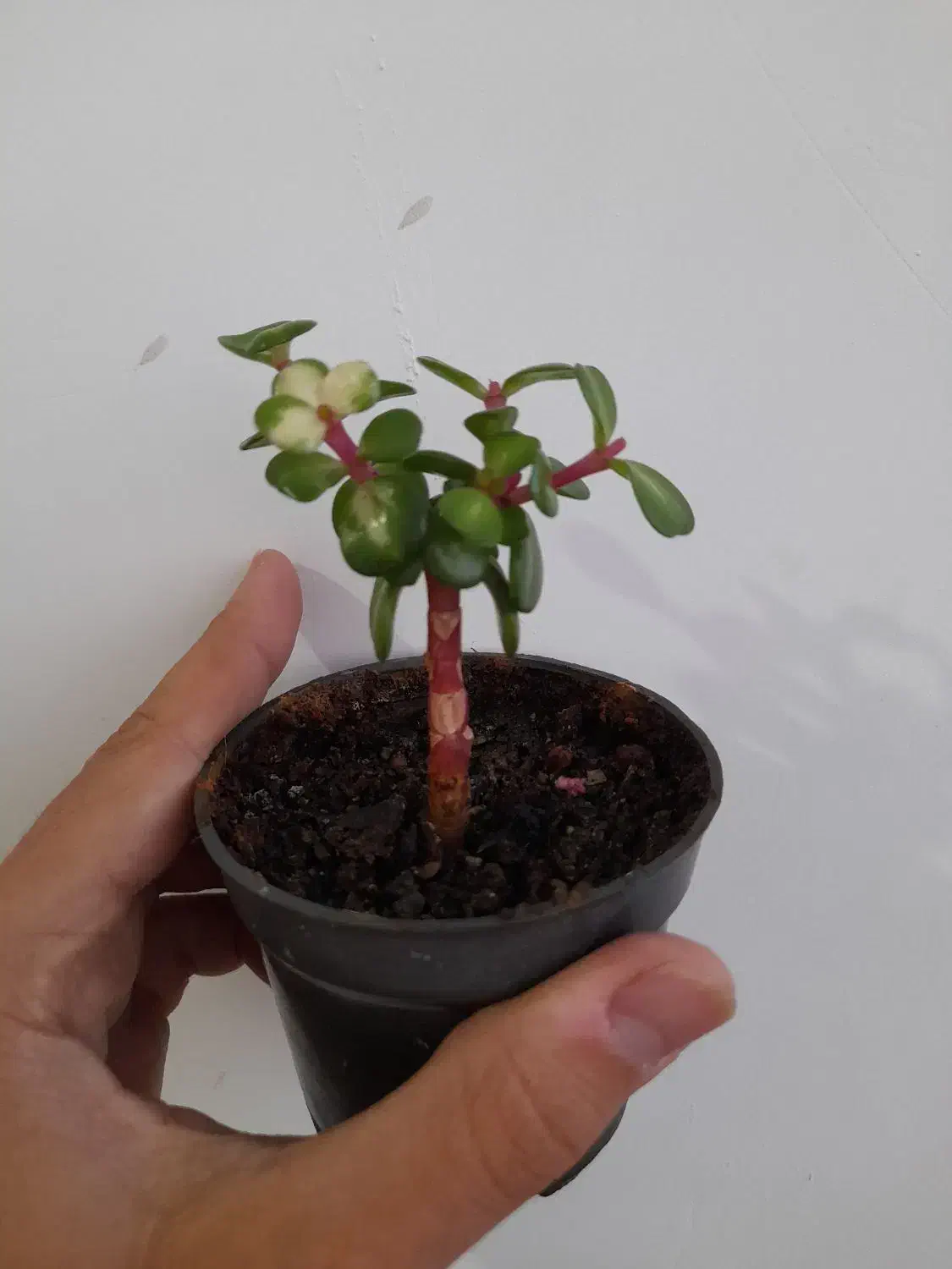 بونسای کراسولا|گل و گیاه طبیعی|کرمانشاه, |دیوار