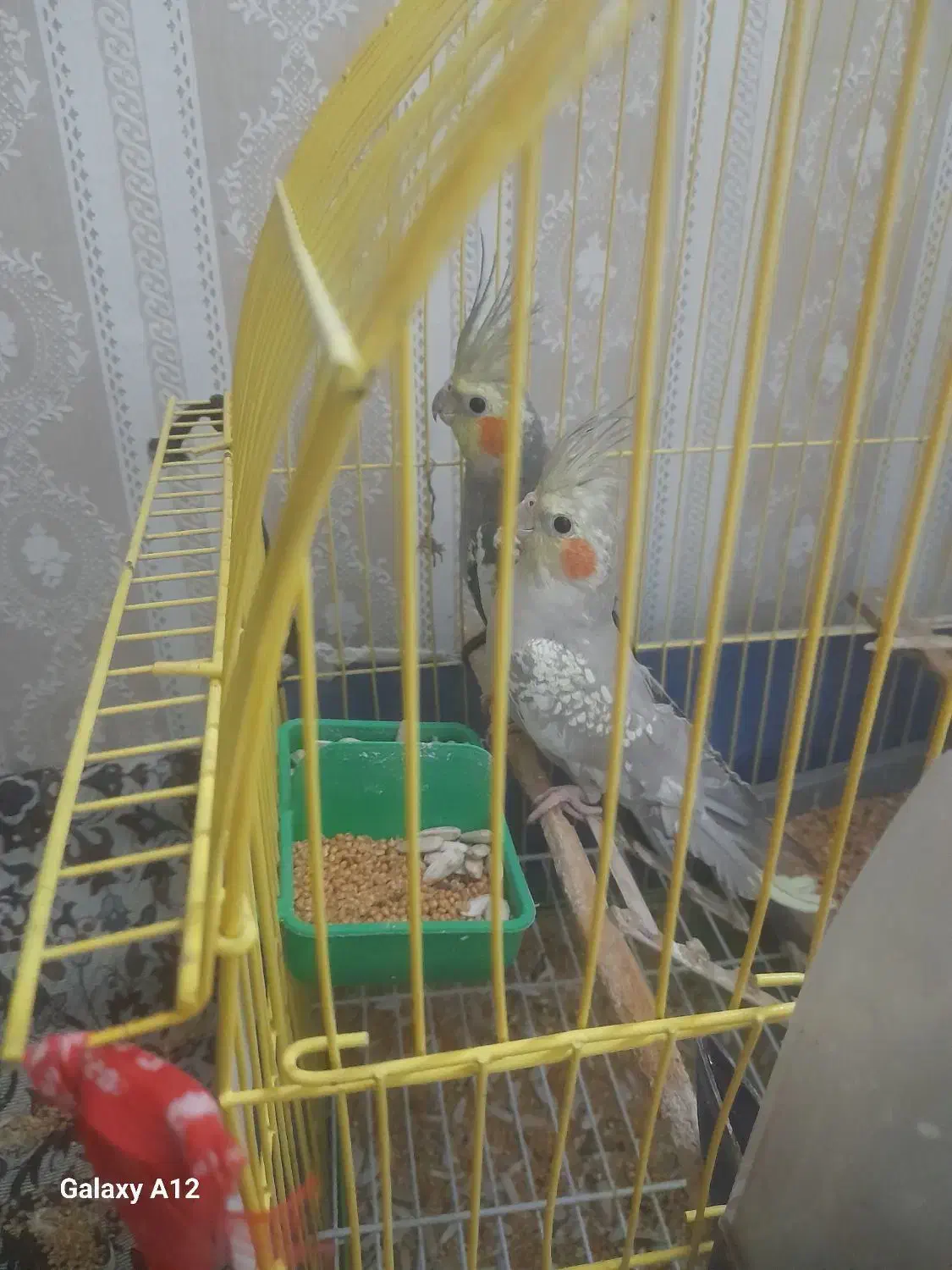 عروس هلندی|پرنده|مهدی شهر, |دیوار