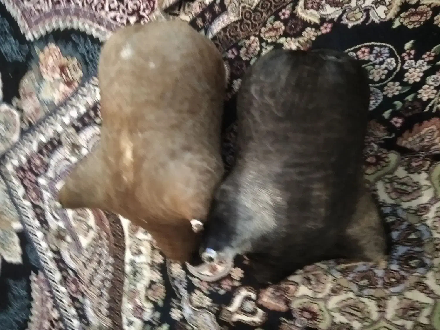 هیزه|کلکسیون و سرگرمی|دورود, |دیوار