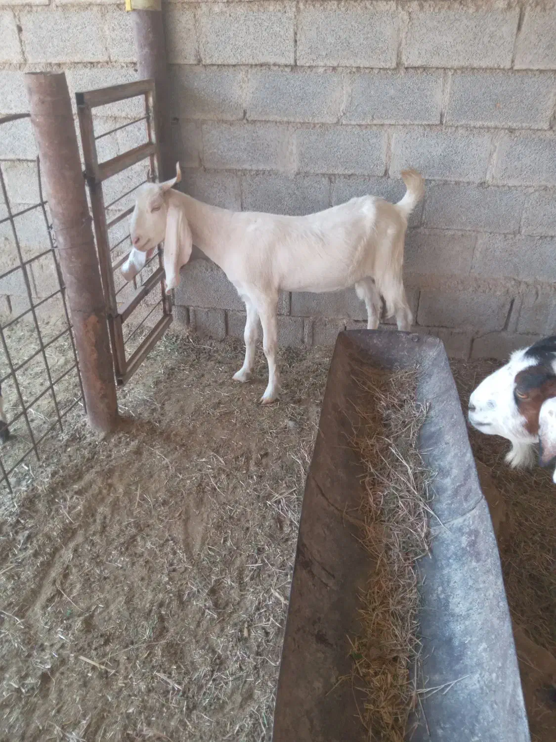 فروش بز|حیوانات مزرعه|بندر ماهشهر, |دیوار