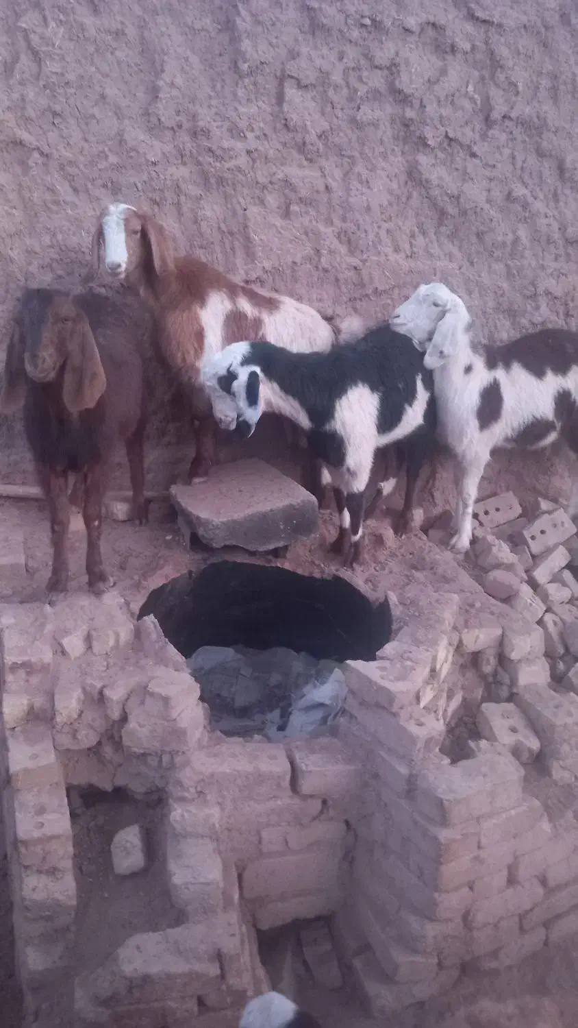 بزغاله ماده|حیوانات مزرعه|تربت جام, جامرود|دیوار