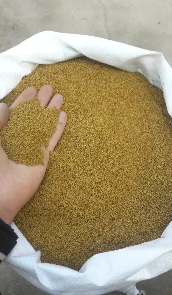 بزر یونجه|عمدهفروشی|کنگاور, |دیوار