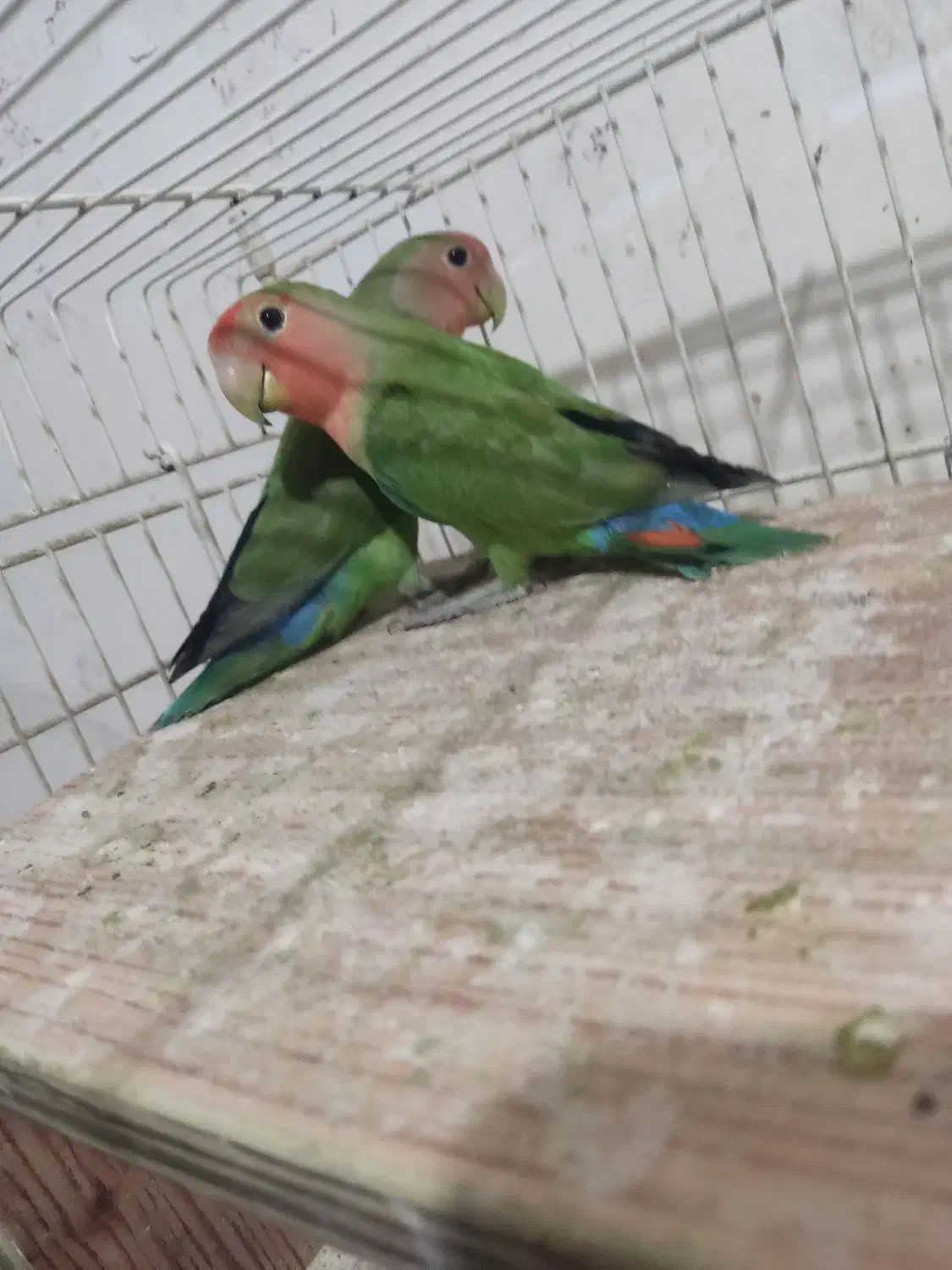 طوطی برزیلی|پرنده|اردبیل, |دیوار