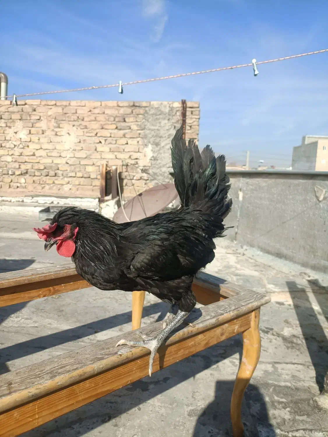 فروش خروس محلی اصل|حیوانات مزرعه|شیراز, تندگویان|دیوار