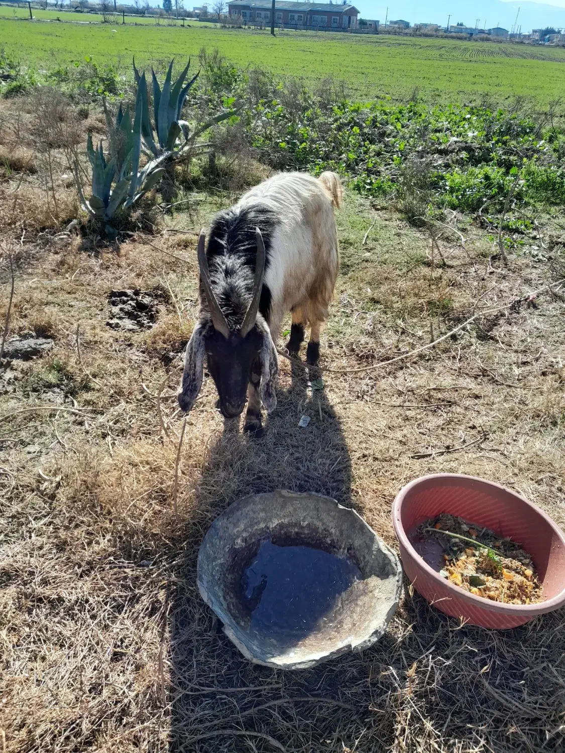 این بزغاله سالم سرحال است|حیوانات مزرعه|گمیشان, |دیوار