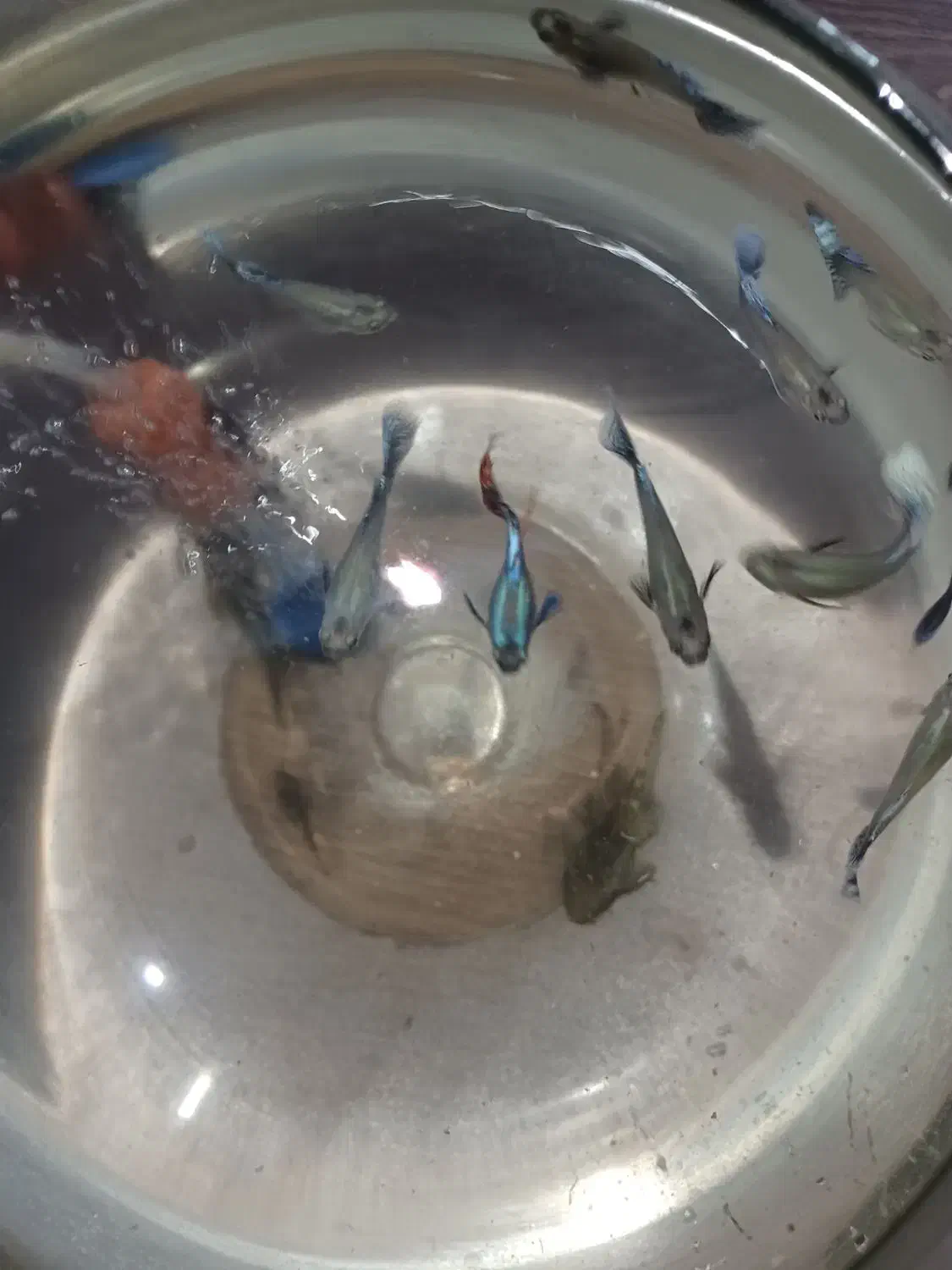 گوپی بیگ ایر رد موزاییک|ماهی|تبریز, |دیوار